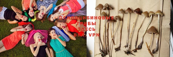 ПСИЛОЦИБИНОВЫЕ ГРИБЫ Абаза